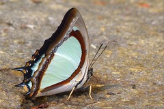 Polyura jalysus