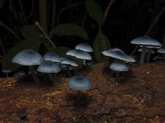 Mycena cyanocephala