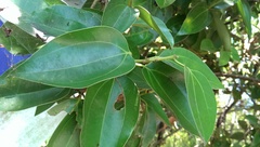 Cinnamomum kotoense