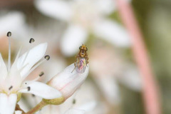 Trachysiphonella scutellata
