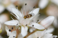 Trachysiphonella scutellata