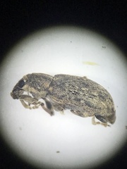Sitona cylindricollis