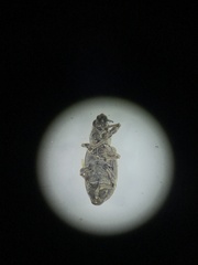 Sitona cylindricollis