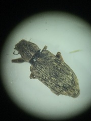 Sitona cylindricollis