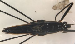 Aquarius conformis