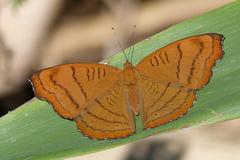 Pseudergolis wedah