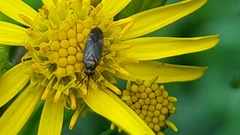 Plagiognathus arbustorum