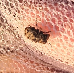 Exechesops foliatus