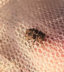 Exechesops foliatus