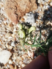 Linaria buriatica