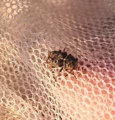 Exechesops foliatus