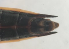 Aquarius conformis