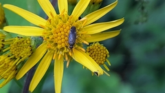 Plagiognathus arbustorum