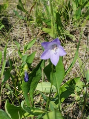 Campanula petiolata