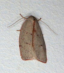 Euchaetis rhodochila