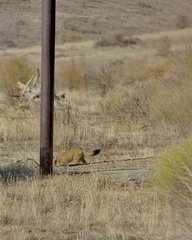 Vulpes macrotis mutica