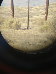 Vulpes macrotis mutica