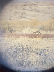 Vulpes macrotis mutica