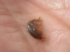 Gammarus lacustris