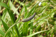 Plantago lanceolata