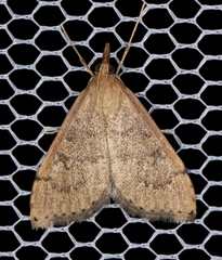 Metasia dicealis