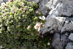 Potentilla clusiana