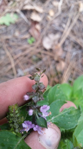 Ocimum tenuiflorum iNat (1)
