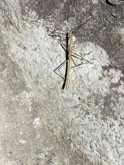 Lopaphus balteatus