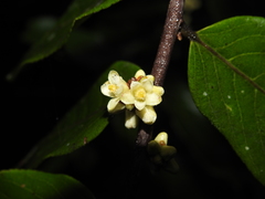 Casearia rusbyana
