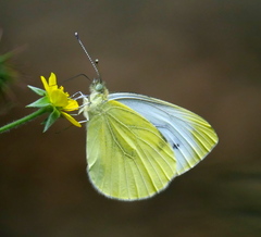 Pieris mannii