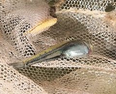 Leucaspius delineatus