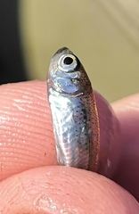 Leucaspius delineatus