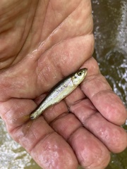 Clinostomus elongatus