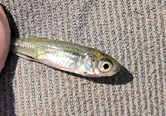 Leucaspius delineatus