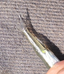 Leucaspius delineatus