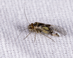 Hyalopsocus striatus