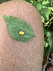 Epilachna varivestis