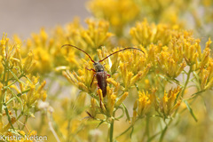 Crossidius hirtipes rhodopus