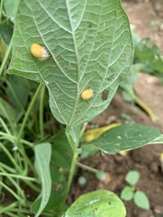 Epilachna varivestis