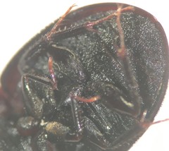 Limnohydrobius melaenus