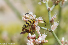 Stenostrophia tribalteata