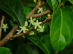 Casearia guianensis