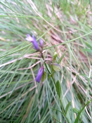 Polygala serpyllifolia