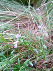 Polygala serpyllifolia
