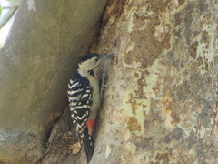 Dendrocopos macei