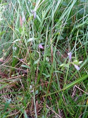 Polygala serpyllifolia