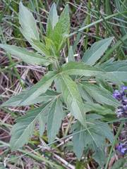 Eupatorium cannabinum