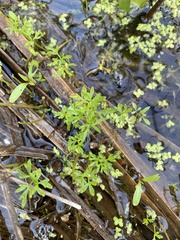 Floerkea proserpinacoides