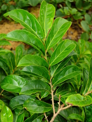 Casearia guianensis