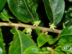 Casearia guianensis